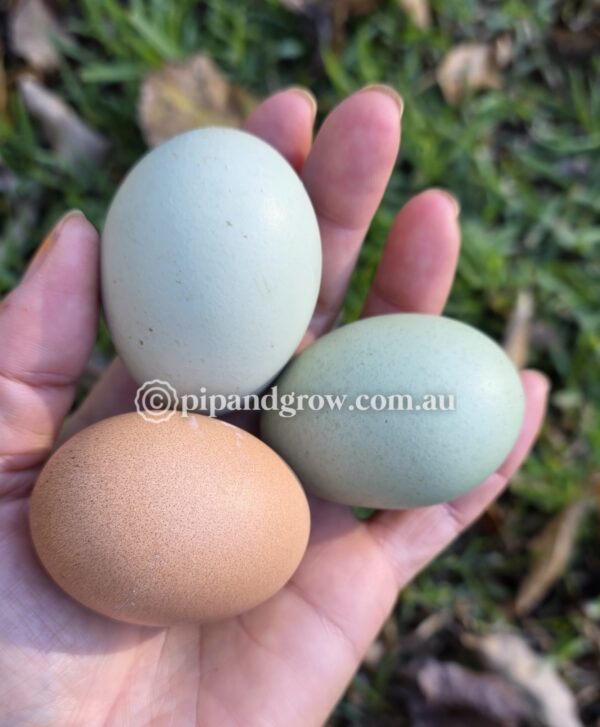 Marbar Easter Egger Fertile egg (each) - Image 2