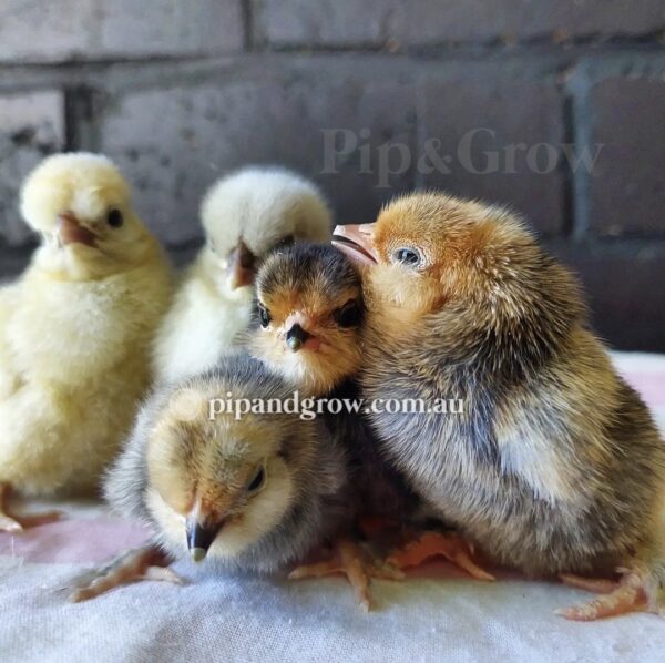 *13/09/25 Batch* Dayold & Chicks - Image 7