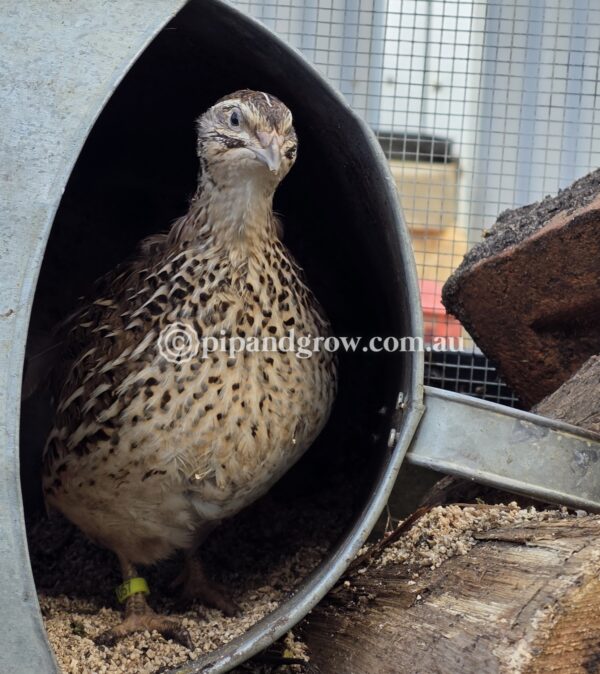 Japanese Quail Fertile Eggs (Dozen) - Image 7