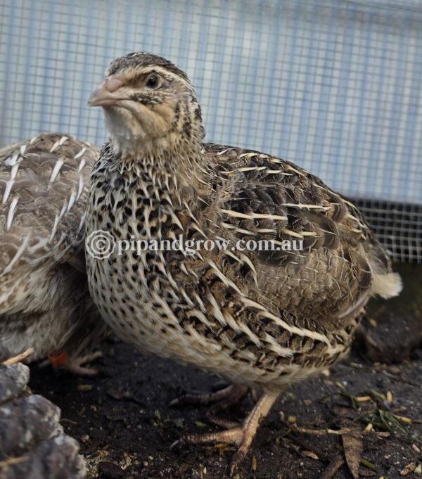 Japanese Quail Fertile Eggs (Dozen) - Image 16