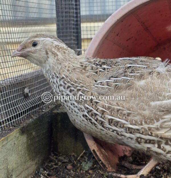 Japanese Quail Fertile Eggs (Dozen) - Image 13