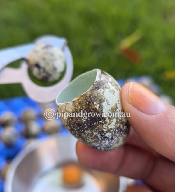 Quail Egg Scissors - Image 7