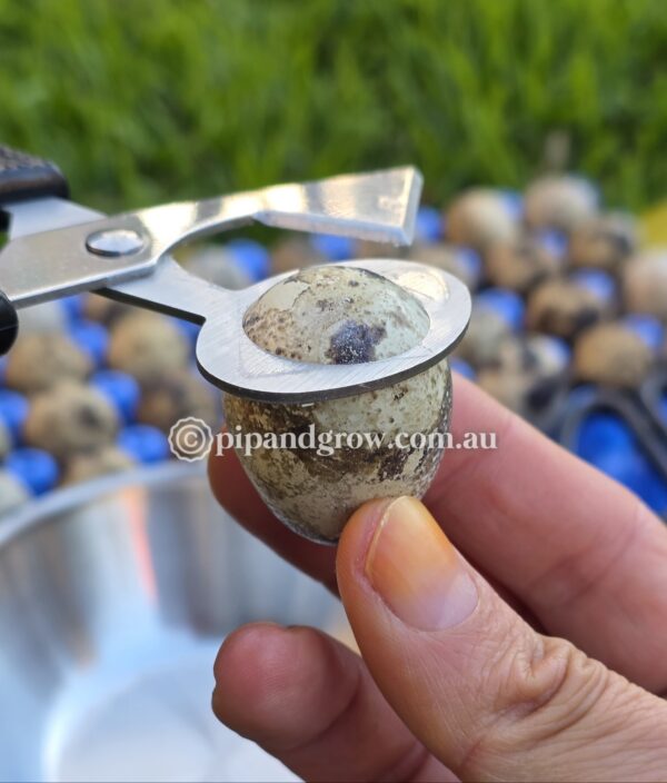 Quail Egg Scissors