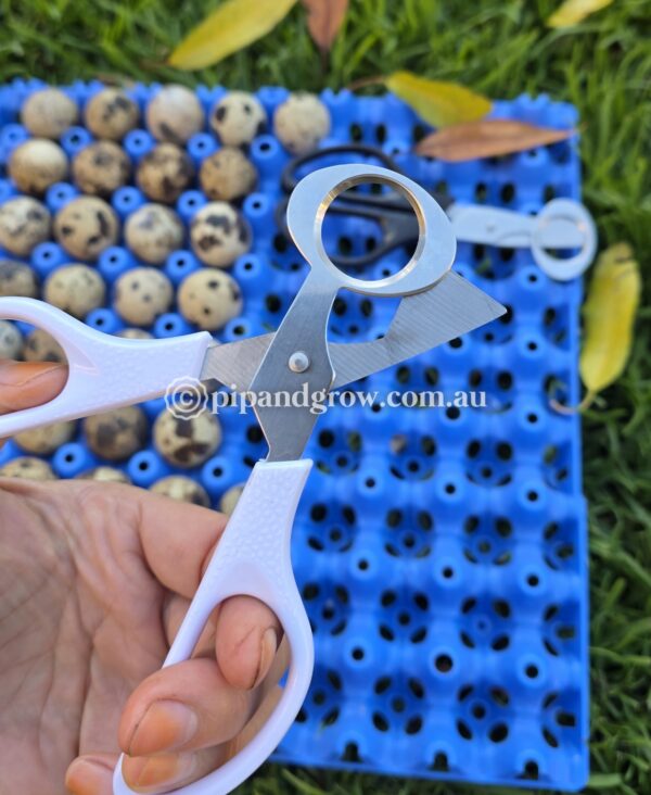 Quail Egg Scissors - Image 4