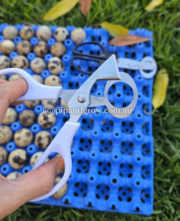 Quail Egg Scissors - Image 5