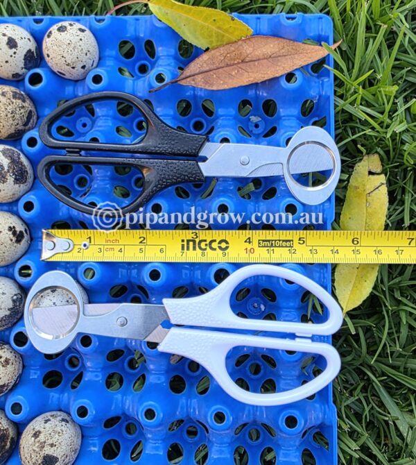 Quail Egg Scissors - Image 3