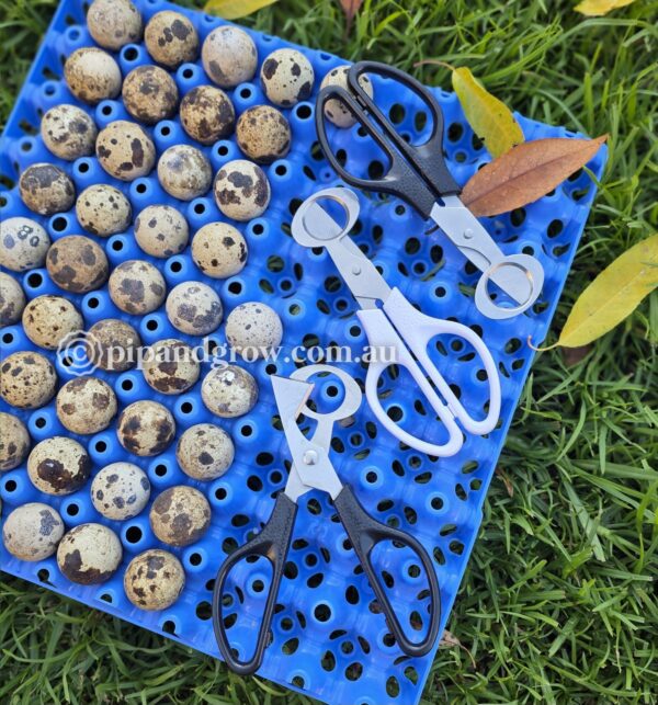 Quail Egg Scissors - Image 2