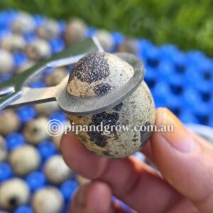 Quail Egg Scissors