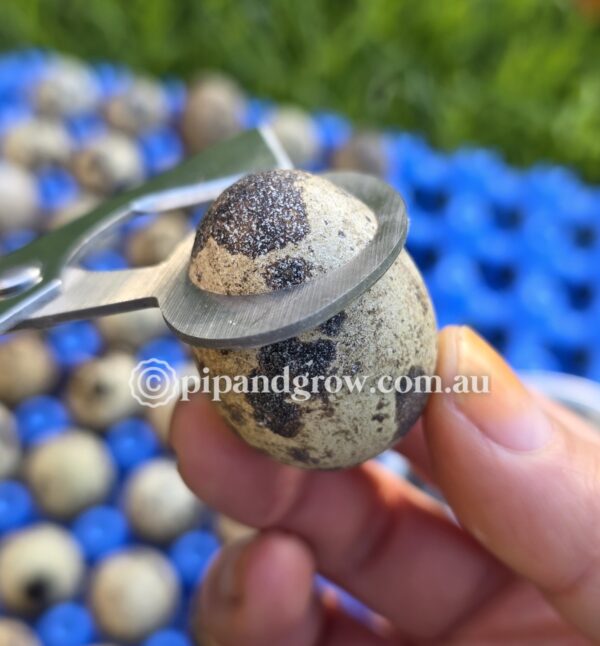Quail Egg Scissors