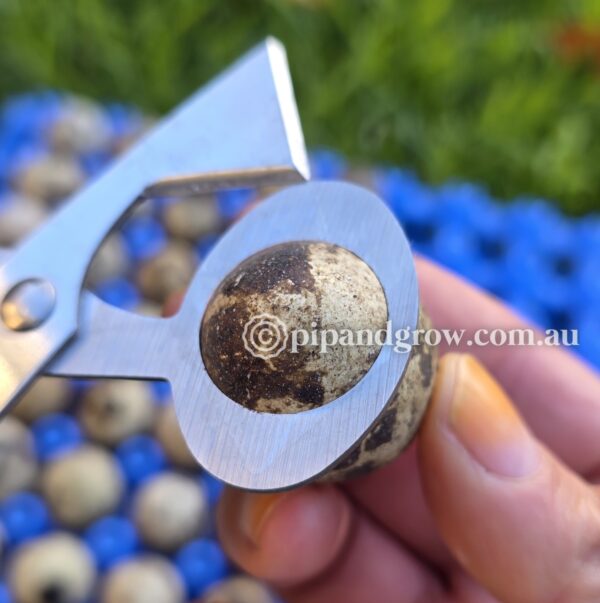 Quail Egg Scissors - Image 4