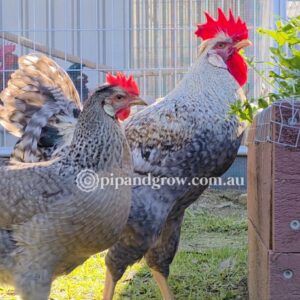 Cream Legbar Fertile Egg (each)