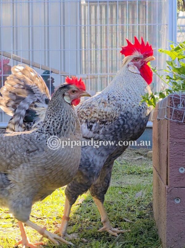 Cream Legbar Fertile Egg (each)