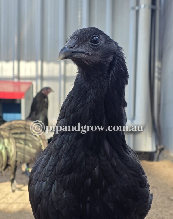 Sumatra Fertile Egg (each) - Image 4