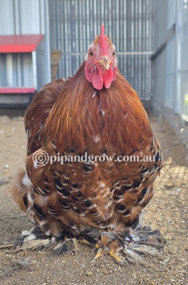 Pekin Millefleur Fertile egg (each) - Image 7