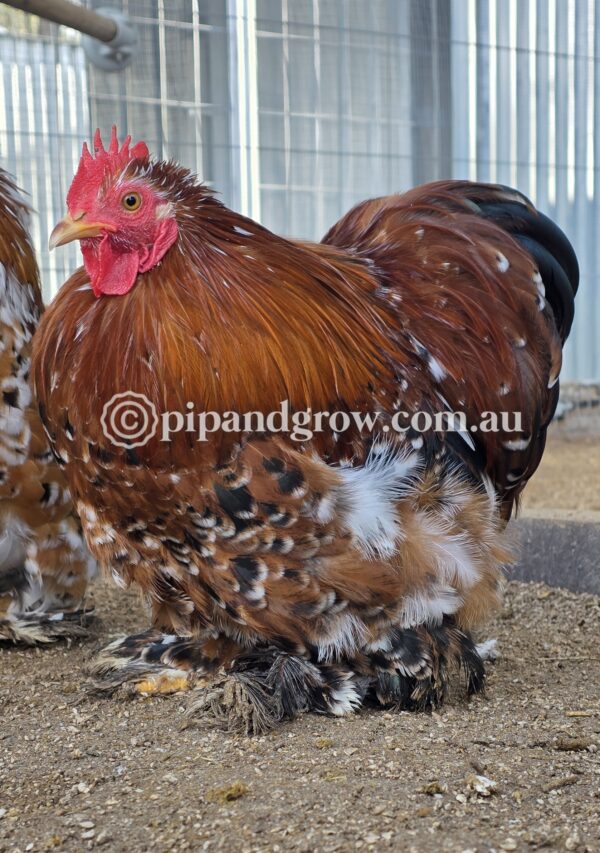 Pekin Millefleur Fertile egg (each) - Image 5