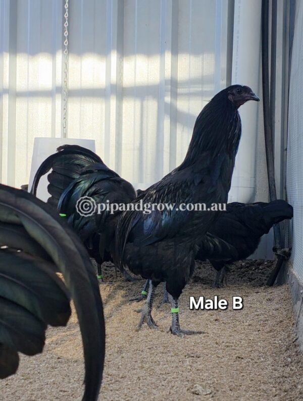 Sumatra Fertile Egg (each) - Image 9