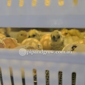 *30/08/25 Batch* Dayold