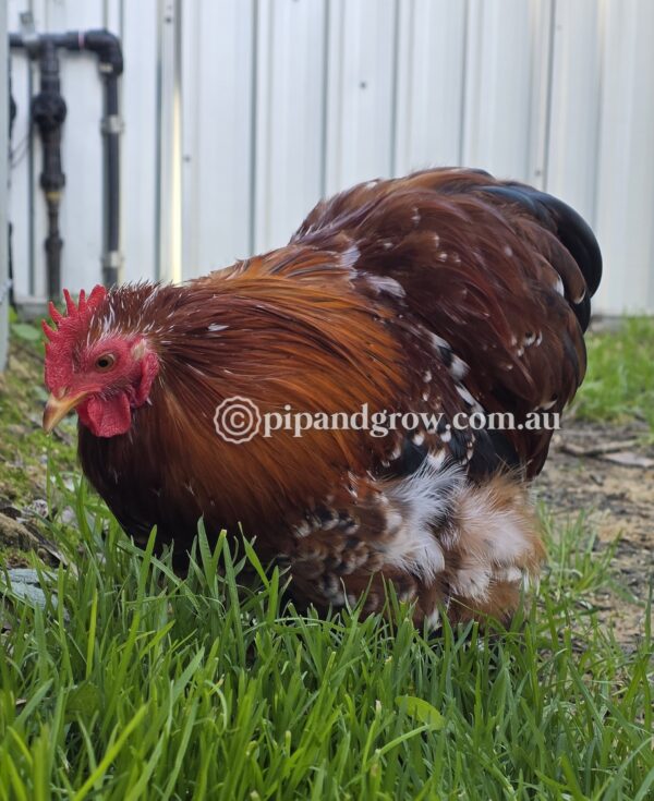 Pekin Millefleur Fertile egg (each) - Image 8