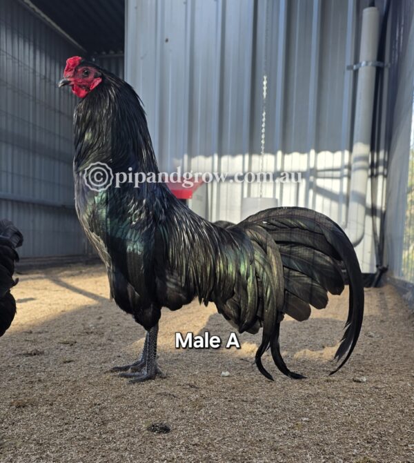 Sumatra Fertile Egg (each) - Image 8