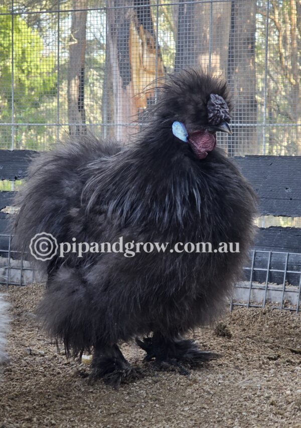 Silkie & Showgirl- Blue, Splash & Black Fertile Egg (each) - Image 7