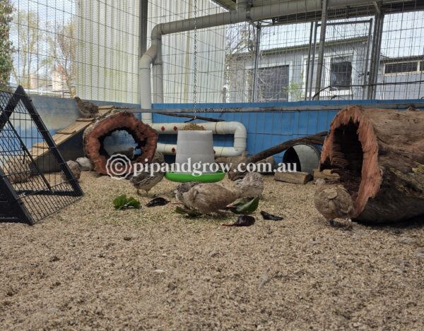 Japanese Quail Fertile Eggs (Dozen) - Image 11