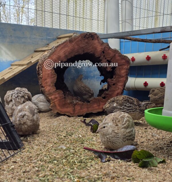 Japanese Quail Fertile Eggs (Dozen) - Image 3