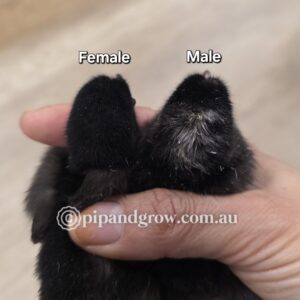 Marbar Easter Egger Fertile egg (each)