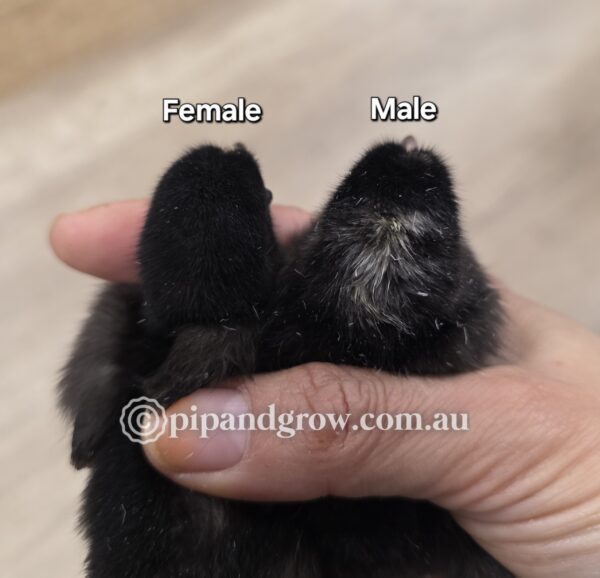 Marbar Easter Egger Fertile egg (each)