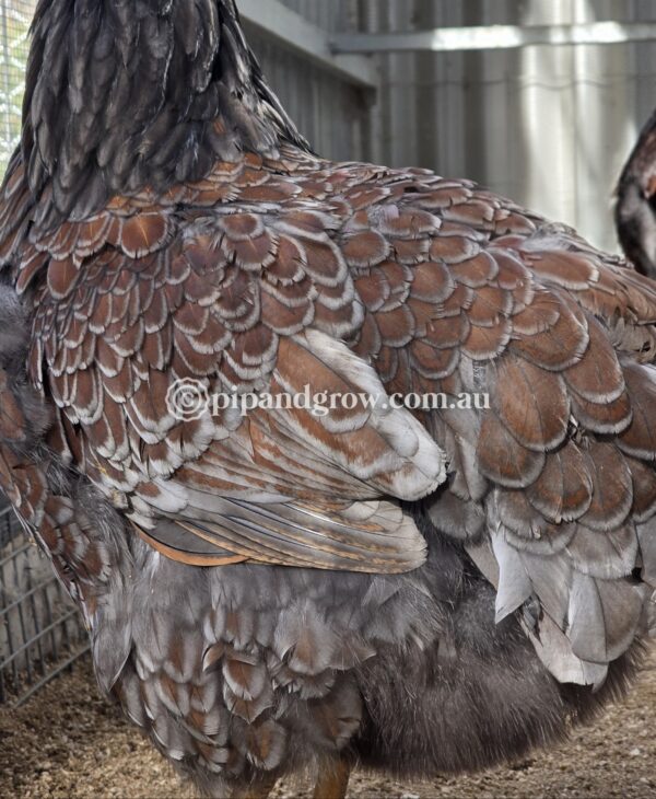 Wyandotte Fertile Egg (each) - Image 11