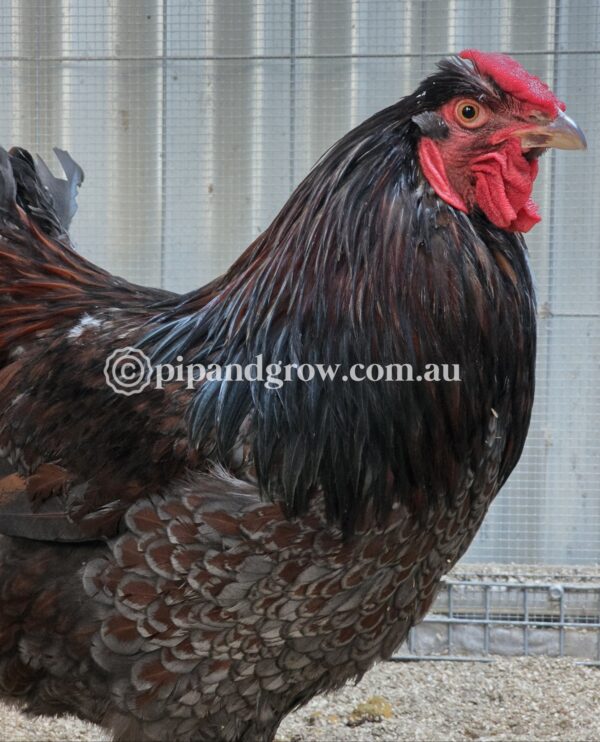 Wyandotte Fertile Egg (each) - Image 8