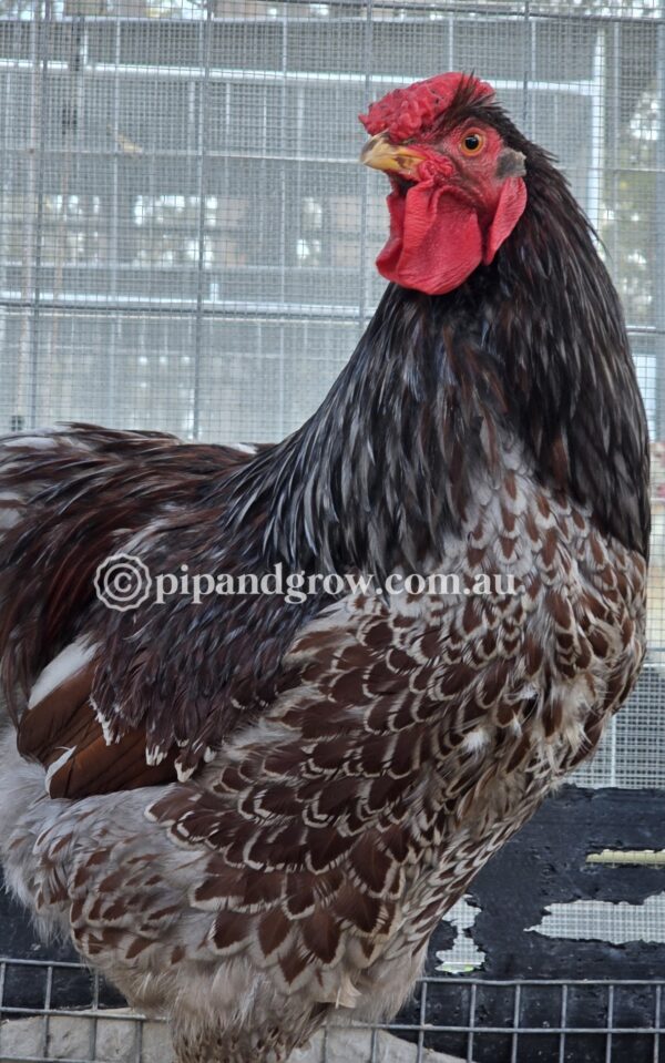 Wyandotte Fertile Egg (each) - Image 6