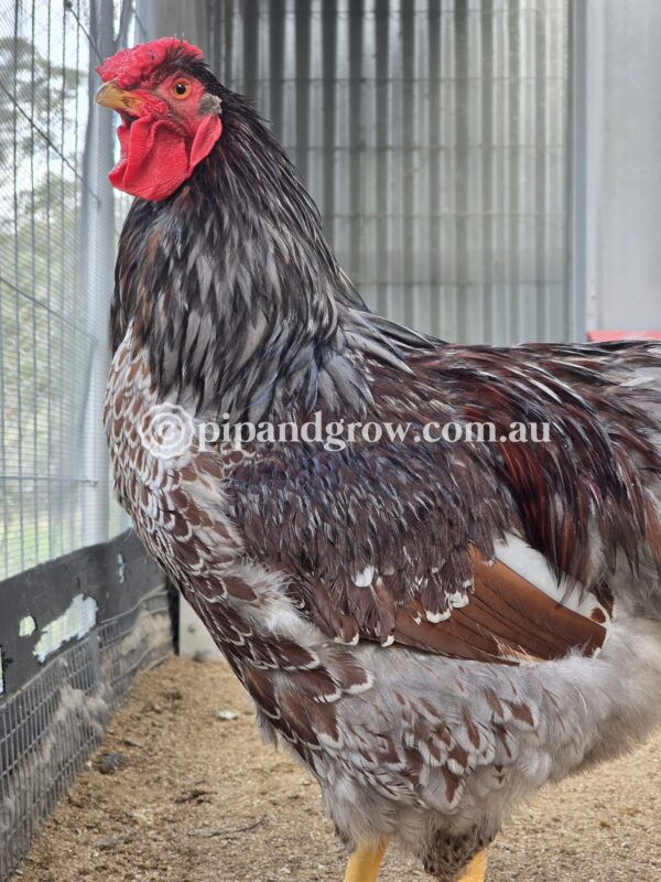 Wyandotte Fertile Egg (each) - Image 9