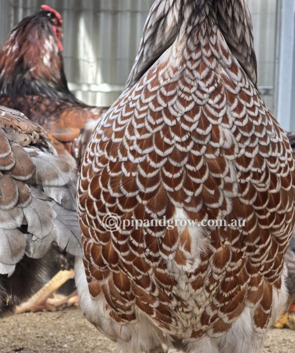 Wyandotte Fertile Egg (each) - Image 12