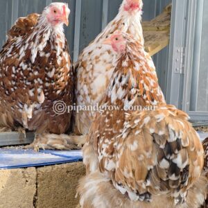 18wks+ Pullets & Hens