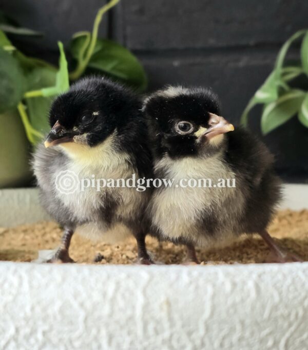 Marbar Easter Egger Fertile egg (each) - Image 3