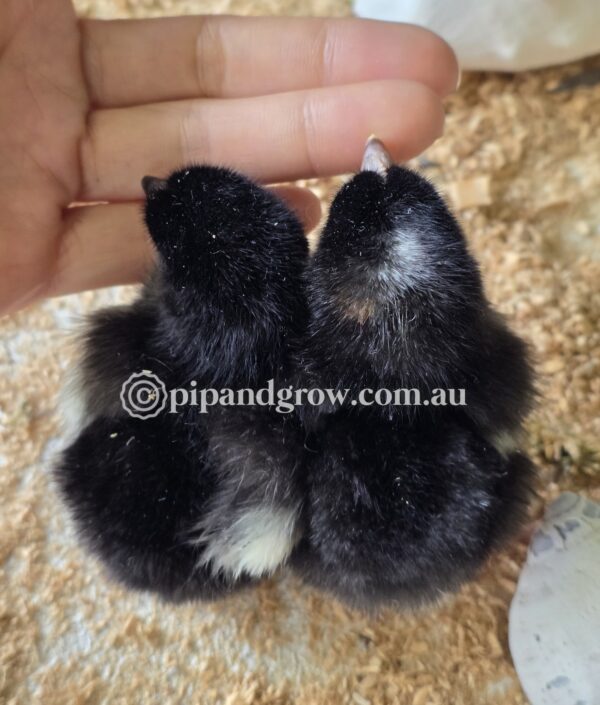 Marbar Easter Egger Fertile egg (each) - Image 5