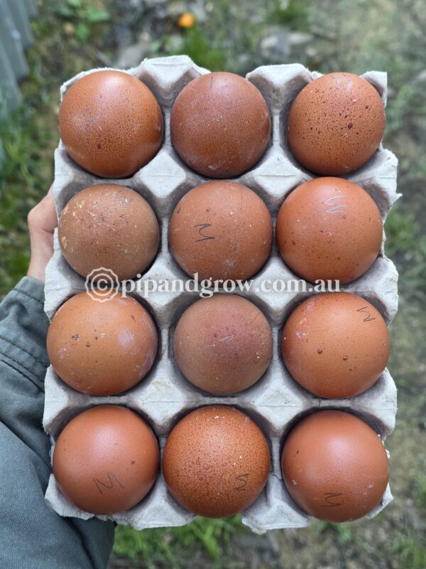 Copper Marans Fertile egg (each) - Image 12