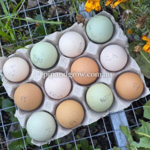 Farmyard & Easter Egger (each)