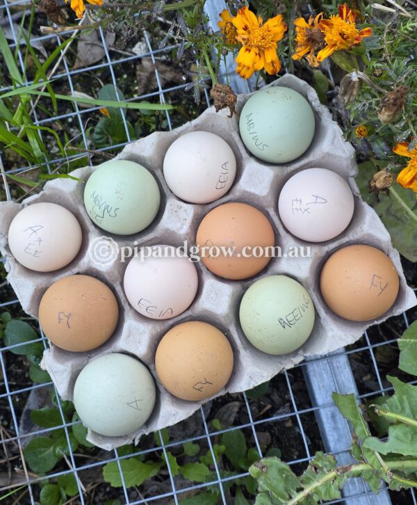 Farmyard & Easter Egger (each)