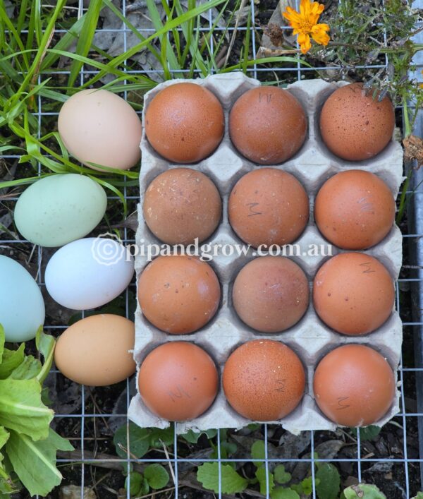 Copper Marans Fertile egg (each) - Image 18