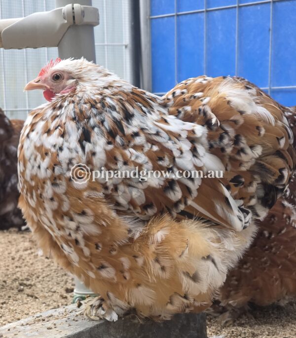 Pekin Millefleur Fertile egg (each) - Image 7