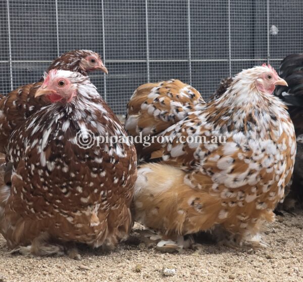 Pekin Millefleur Fertile egg (each) - Image 8