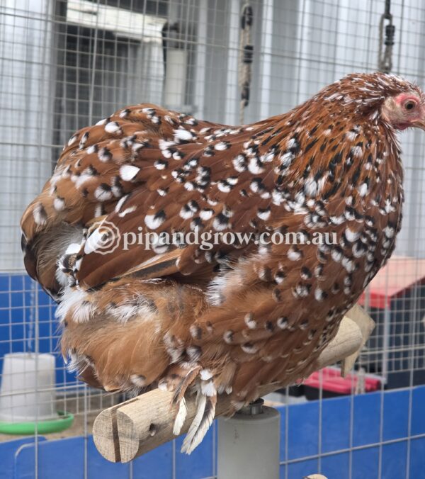 Pekin Millefleur Fertile egg (each) - Image 9