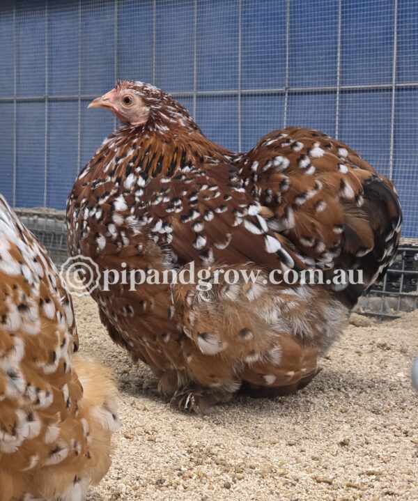 Pekin Millefleur Fertile egg (each) - Image 6