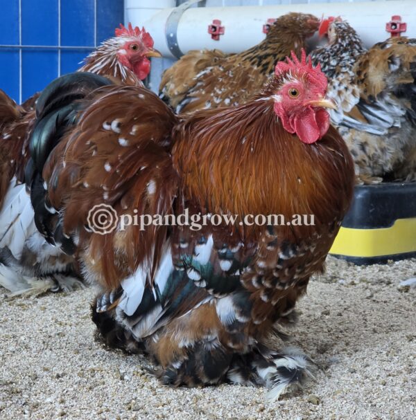 Pekin Millefleur Fertile egg (each) - Image 5