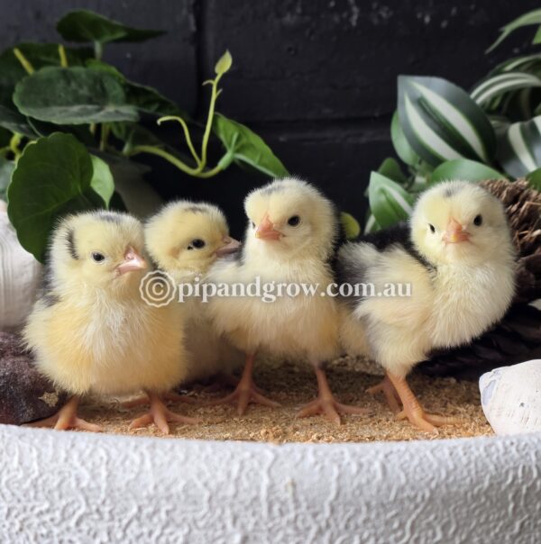 Exchequer Leghorn Fertile Egg (each) - Image 3