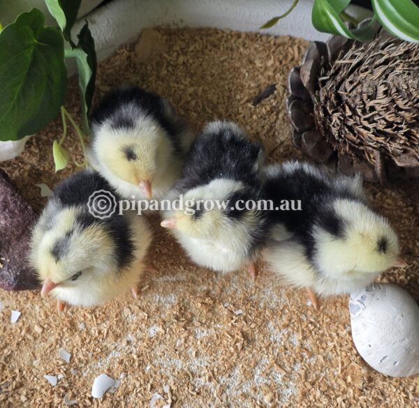 Exchequer Leghorn Fertile Egg (each) - Image 4