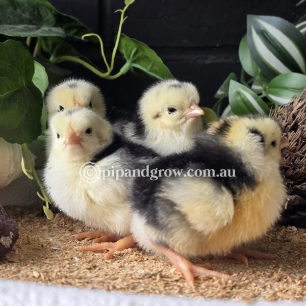 Exchequer Leghorn Fertile Egg (each) - Image 5