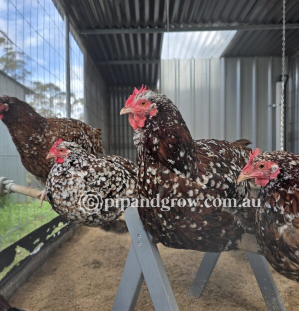Speckled Sussex Fertile egg (each) - Image 9
