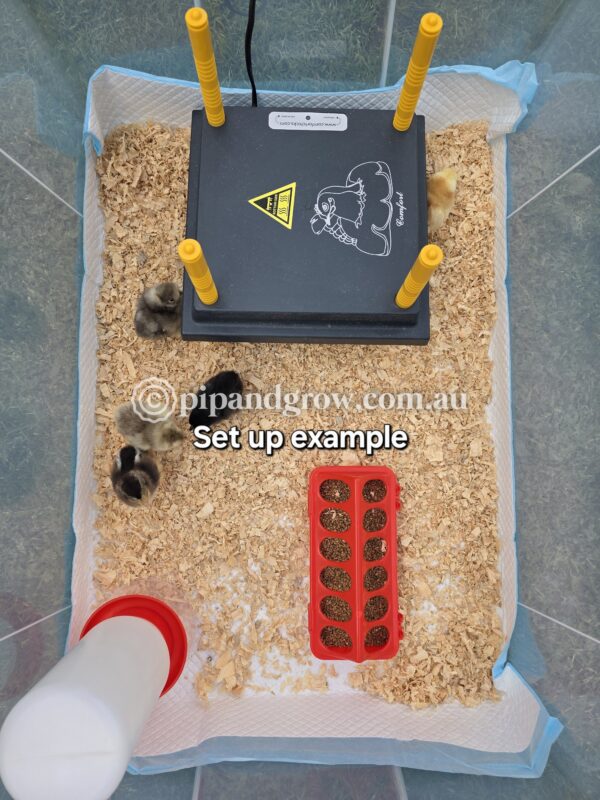 Chick Feeder - Image 9
